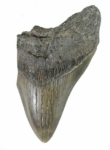 Partial, Fossil Megalodon Tooth #89019
